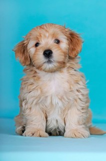Havanese