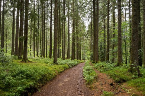 Coniferous forest in summer with moss and ferns
