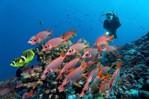 Diver observes swarm Sabre squirrelfish (Sargocentron spiniferum)
