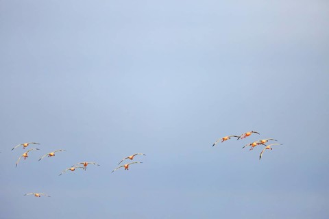 Greater flamingos (Phoenicopterus roseus) in flight