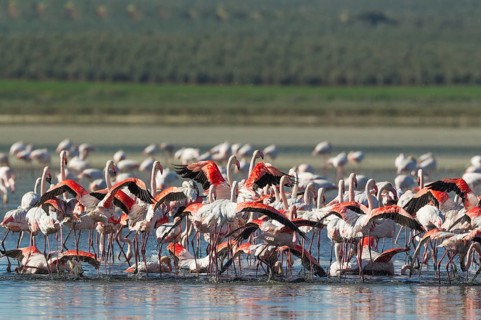 Greater Flamingos (Phoenicopterus roseus)