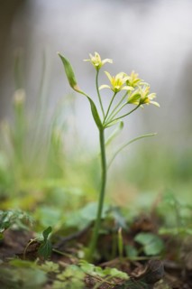 Yellow star-of-Bethlehem (Gagea lutea) in Waldboden