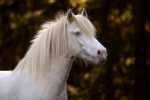 Welsh-Pony