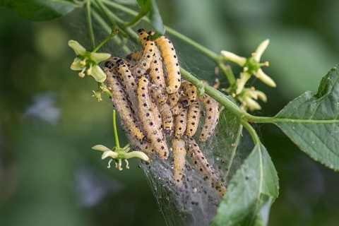 Caterpillars of Orchard Ermines (Yponomeuta padella) spun in one sheet