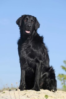 Flat Coated Retriever