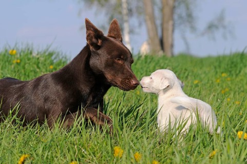 Australian Kelpie