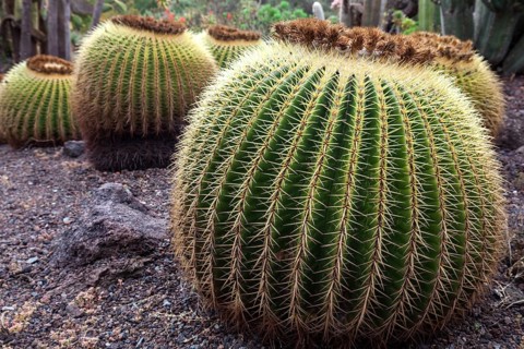 Golden barrel cacti (Echinocactus grusonii)