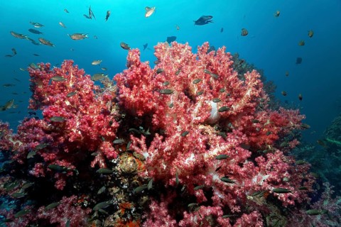 Klunzinger's Soft Corals (Dendronephthya klunzingeri)