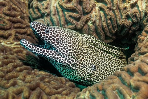 Laced moray (Gymnothorax favagineus)
