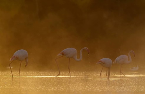 Greater Flamingo (Phoenicopterus roseus)
