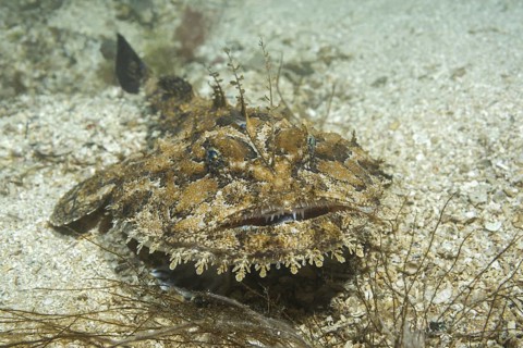 Angler fish (Lophius piscatorius) lies on sandy bottom