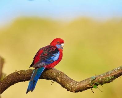 Crimson rosella (Platycercus elegans) sitting on a branch