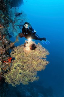 Diver with lamp on coral reef wall looking at Giant Sea Fan (Annella mollis)