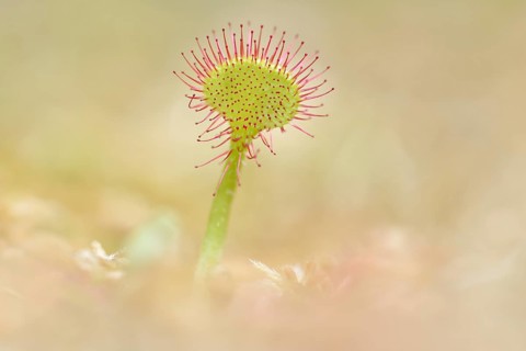 Common sundew (Drosera rotundifolia) in a swamp area