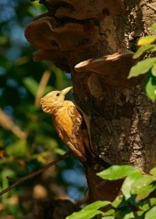 Cream-colored woodpecker (Celeus flavus)
