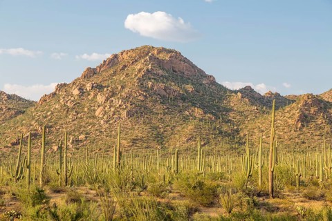 Mountainous landscape with Saguaro (Carnegiea gigantea)