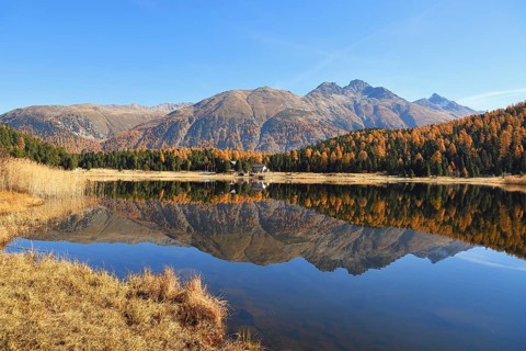 Autumnally coloured larch forest reflected in Lake Stazersee