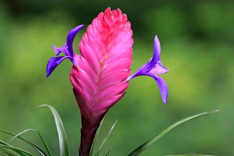 Blue tillandsia (tillandsia cyanea)