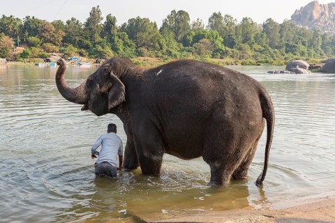 Hampi temple elephant is washed in the Tungabhadra River