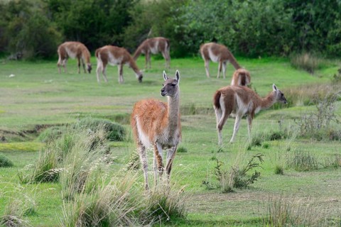 Flock of Guanacos (Lama guanicoe)