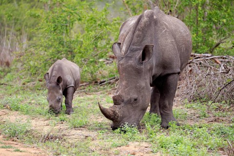 White rhinoceroses (Ceratotherium simum)