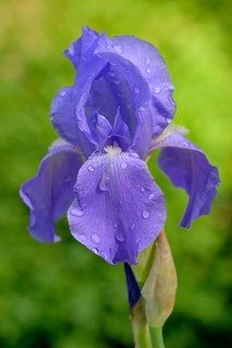 Tall Bearded Iris (Iris barbata-elatior)