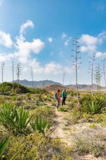 Hiker among overgrown dunes with agaves