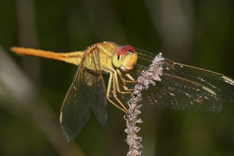 Scarlet Skimmer (Crocothemis servilia)