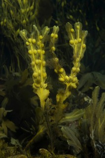 Bladder Wrack (Fucus vesiculosus)