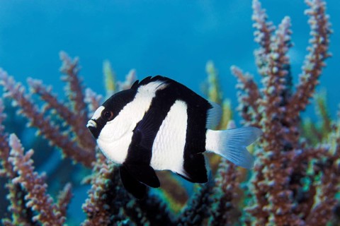 Whitetail Dascyllus (Dascyllus aruanus) off Agropora Coral (Agropora sp.)