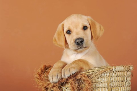 Labrador Retriever