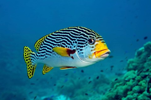 Diagonal-banded Sweetlip (Plectorhinchus lineatus)