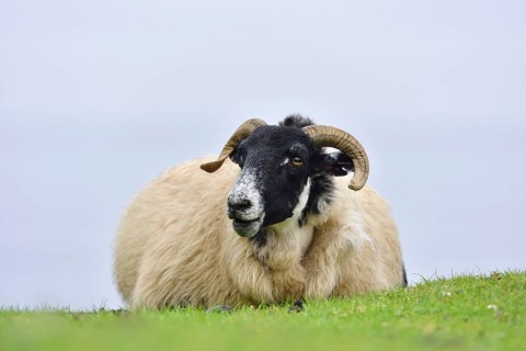 Sheep of the breed Scottish Blackface liying on a pasture