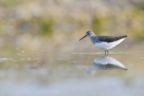 Green Sandpiper (Tringa ochropus) in the shallow water of an abandoned gravel pit