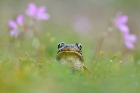 Common spadefoot (Pelobates fuscus) sits in meadow between flowers