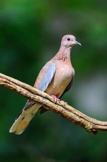 Laughing dove (Streptopelia senegalensis)