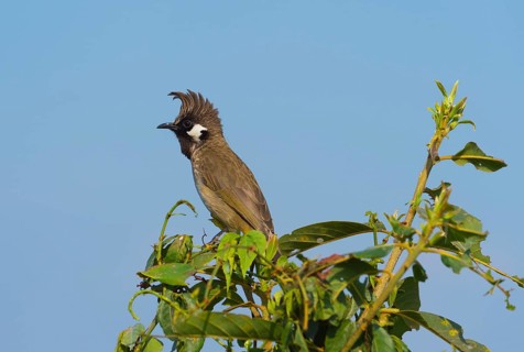 Himalayan Bulbul (Pycnonotus leucogenys) sitting on a bush