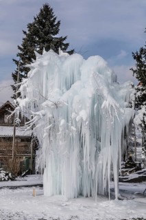 Frozen tree with long icicles
