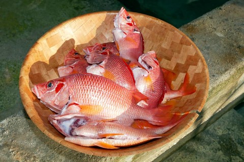Red edible fish in a bowl