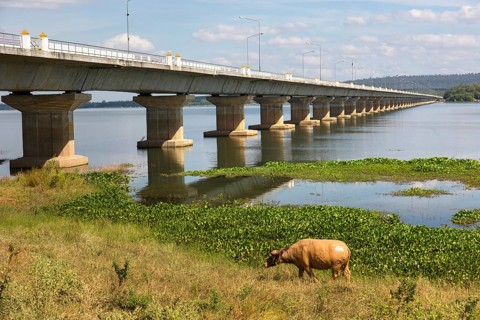 Water buffalo in front of Thepsuda Bridge over Lam Pao