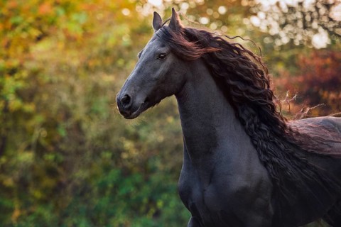 Friese (Equus)