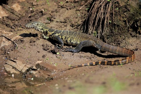 Nile monitor (Varanus niloticus)