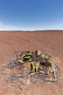Welwitschia or (Welwitschia mirabilis) in wide desert landscape