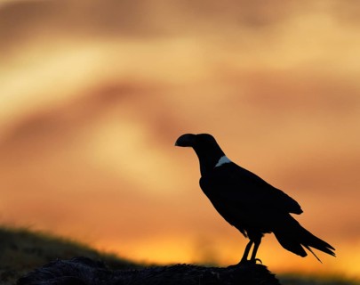 White-necked raven (Corvus albicollis) silhouette against light at sunrise