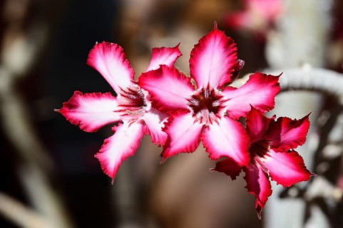 Impala Lily (Adenium multiflorum)