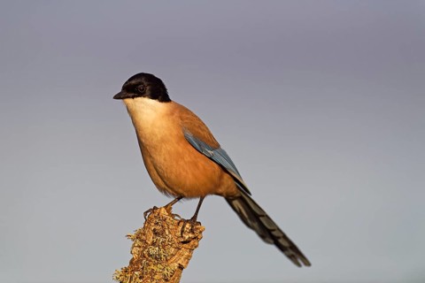 Iberian magpie (Cyanopica cooki)