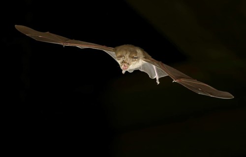 Greater horseshoe bat (Rhinolophus ferrumequinum) in flight at night