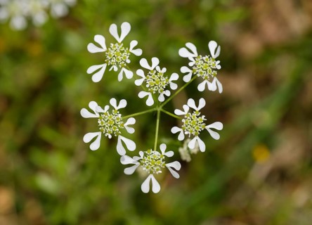 Mediterranean hartwort (Tordylium apulum)