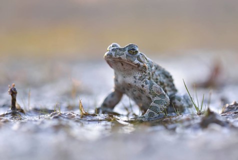 Common Toad (Bufo viridis) in the mud