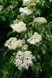 Elder (Sambucus nigra)